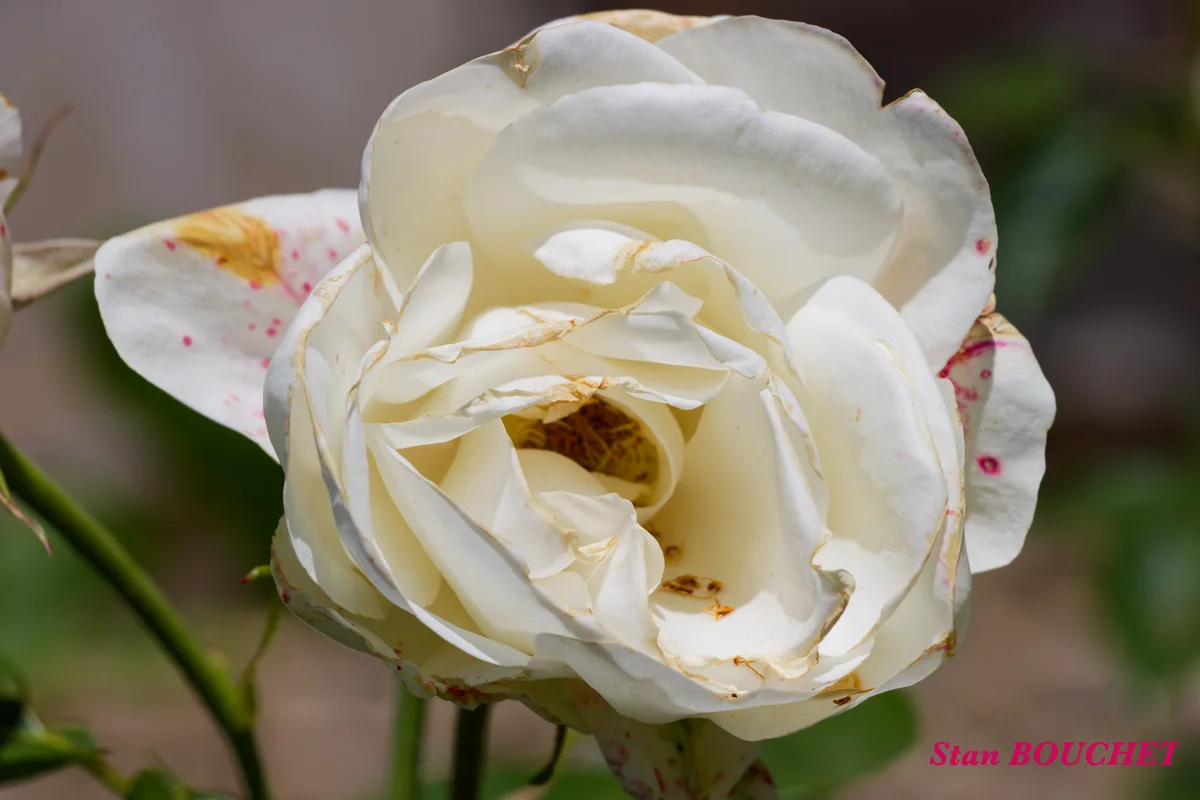 IMG_369720260614
