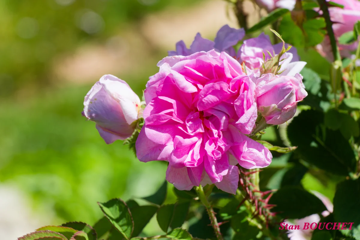 IMG_368720260614