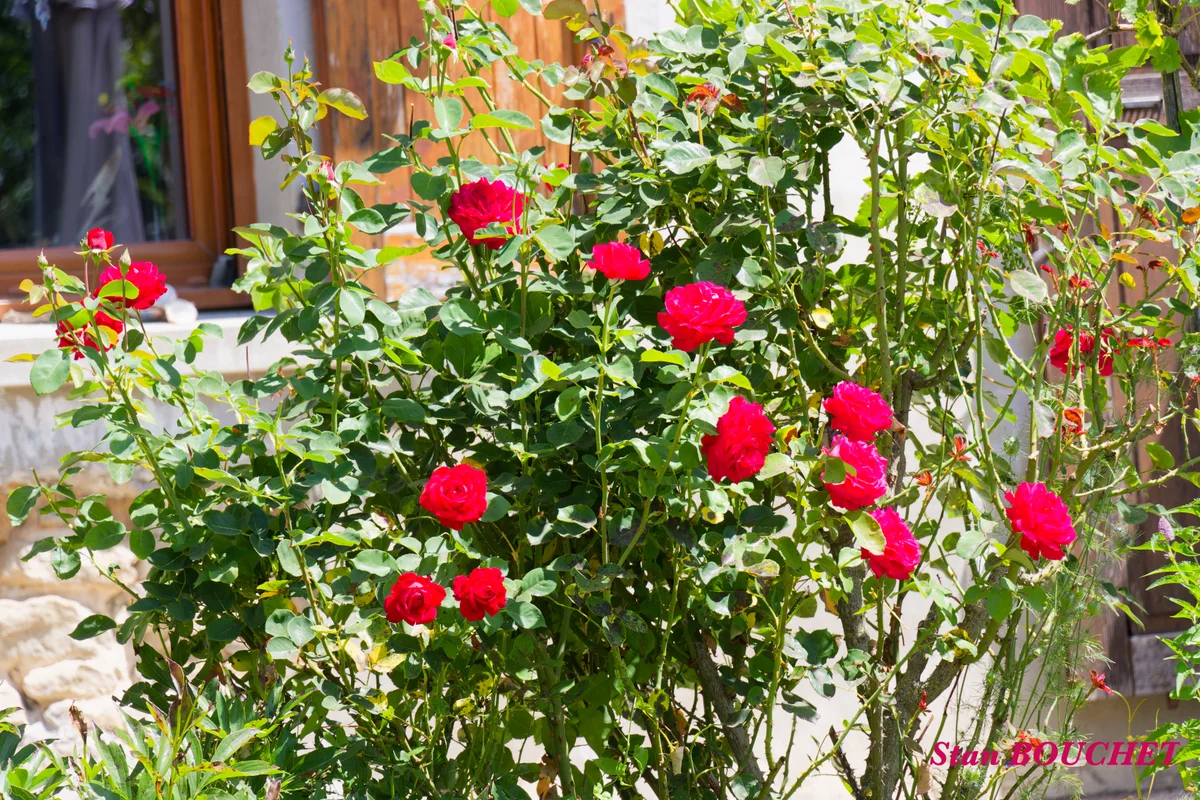 IMG_366120260614